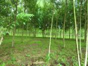 ขายที่ดินเป็น สวนยางพารา ที่สวย ติดถนนลาดยาง เมืองจันทบุรี ห่างจากถนนสุขุมวิท 1กิโลเมตร